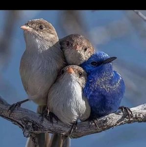 Meet your Posher, Saadia